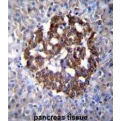 Protocadherin 20 (PCDH20) Antibody