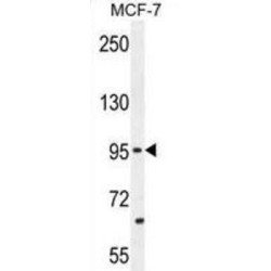 Protocadherin 20 (PCDH20) Antibody