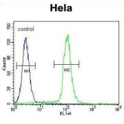 Growth Differentiation Factor 6 (GDF6) Antibody