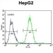 Growth Factor, Augmenter of Liver Regeneration (GFER) Antibody