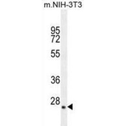 Growth Factor, Augmenter of Liver Regeneration (GFER) Antibody