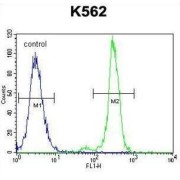 Mast Cell Carboxypeptidase A (CPA3) Antibody