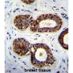 Queuine tRNA-Ribosyltransferase Accessory Subunit (QTRTD1) Antibody