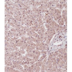 DNA-Binding Protein Inhibitor ID-1 (ID1) Antibody