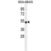 abx026410
