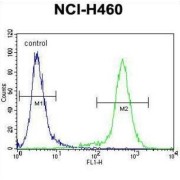 Epididymal-Specific Lipocalin-9 (LCN9) Antibody