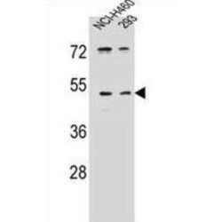 UNQ9391 Antibody