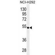 Tripartite Motif-Containing Protein 5 (TRIM5) Antibody
