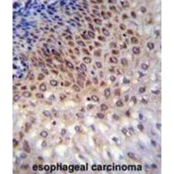 Coiled-Coil Domain Containing 36 (CCDC36) Antibody