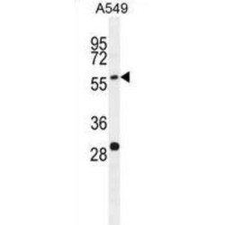 Paralemmin-3 (PALM3) Antibody