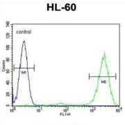 Prothymosin Alpha (PTMA) Antibody