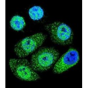 abx026434