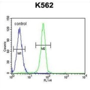 Pleckstrin Homology Domain-Containing Family A Member 4 (PLEKHA4) Antibody