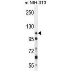 Nucleoporin 107 (NUP107) Antibody