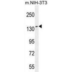 Nucleoporin 160 (NUP160) Antibody