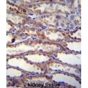 Protein Shisa-3 Homolog (SHISA3) Antibody