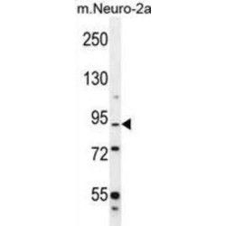 DEF Antibody