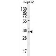 Olfactory Receptor 52I2 (OR52I2) Antibody