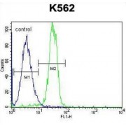 StAR-Related Lipid Transfer Protein 6 (STARD6) Antibody