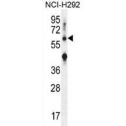 Western blot analysis of NCI-H292 cell lysates (35 µg per lane) using Collagen Type XIII Alpha 1 Antibody.