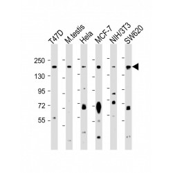 Proline-, Glutamic Acid- And Leucine-Rich Protein 1 (PELP1) Antibody