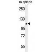 WB analysis of mouse spleen tissue lysates (35 µg/lane).