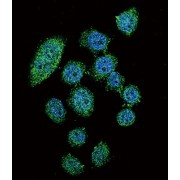 Interferon Regulatory Factor 9 (IRF9) Antibody
