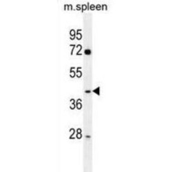 NFKB Inhibitor Delta (NFKBID) Antibody