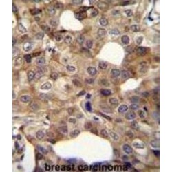 Cyclin I2 (CCNI2) Antibody
