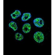 WD Repeat-Containing Protein 42C (WDR42C) Antibody