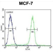 Otopetrin 3 (OTOP3) Antibody