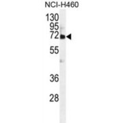 abx026510
