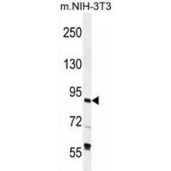 Transcription Factor IIIC 90 kDa Subunit (TFIIIC90) Antibody