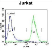X-Ray Repair Cross Complementing 5 (XRCC5) Antibody