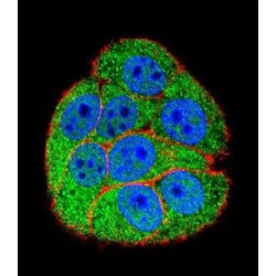 X-Ray Repair Cross Complementing 5 (XRCC5) Antibody