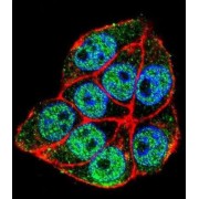 Tumor Necrosis Factor Receptor Type 1-Associated DEATH Domain Protein (TRADD) Antibody