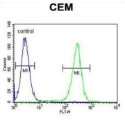 RNA-Binding Protein Musashi Homolog 1 (MSI1) Antibody