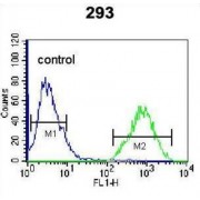 Transcription Factor AP-4 (TFAP4) Antibody