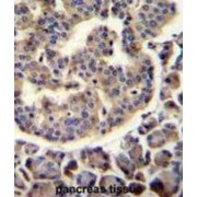 Tripartite Motif-Containing Protein 72 (TRIM72) Antibody