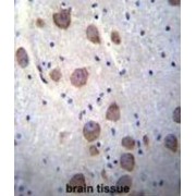 Regulator Of G Protein Signaling 7 (RGS7) Antibody