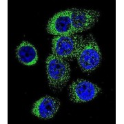 Caspase 12 (CASP12) Antibody