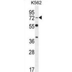 Segment Polarity Protein Dishevelled Homolog DVL-3 (DVL3) Antibody