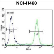 Transcriptional Activator Protein Pur-Beta (PURB) Antibody
