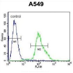Forkhead Box Protein N1 (FOXN1) Antibody