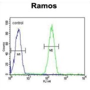 JmjC Domain-Containing Histone Demethylation Protein 2B (JHDM2b) Antibody