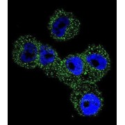 abx026594