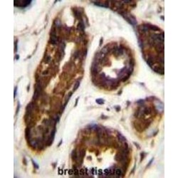 Serpin B5 (SERPINB5) Antibody