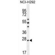 Peroxiredoxin 4 (PRDX4) Antibody