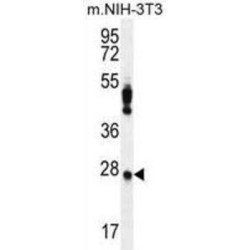 Peroxiredoxin 4 (PRDX4) Antibody