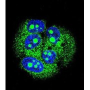 Putative Methyl-CpG-Binding Domain Protein 3-Like 3 (MBD3L3) Antibody